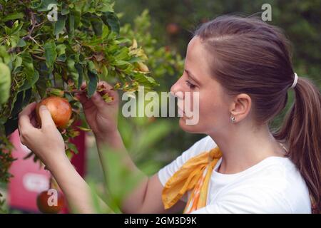 A young beautiful woman is harvesting pomegranate, leaves and trees. Autumn is the time of harvesting, the face is close-up. Stock Photo