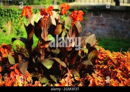 Flowering Indian Shot (Canna indica) in a park. Stock Photo