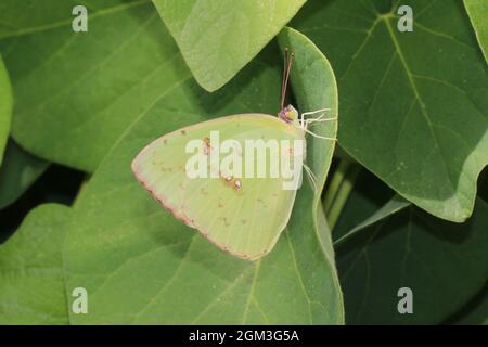 A cloudless sulphur butterfly rests on a leaf. Stock Photo