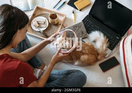 Freelancer young woman working in home office with laptop computer and cat. Remote online working, Flexible workspace and working time Stock Photo