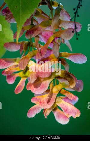 Maple tree seeds close up Stock Photo