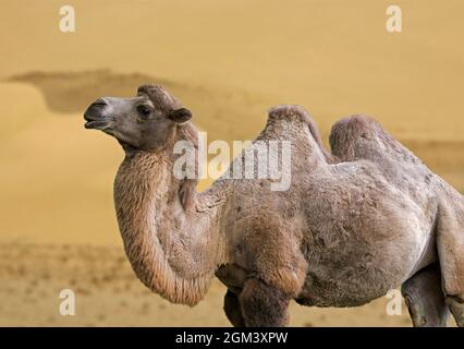 Mongolian camel / domestic Bactrian camel (Camelus bactrianus) in desert, native to Central Asia Stock Photo