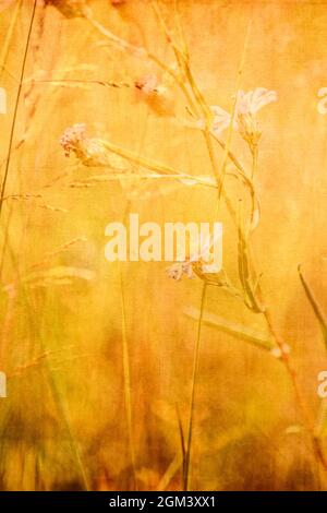 Summer Grasses with American Asters (Genus Symphyotrichum) Digital Illustration Stock Photo