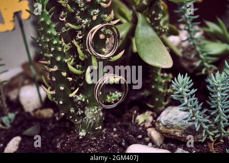 Tow wedding rings hanging from a succulent plant near some rocks Stock Photo
