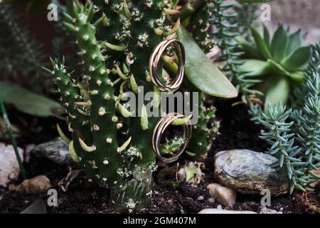 Tow wedding rings hanging from a succulent plant near some rocks Stock Photo