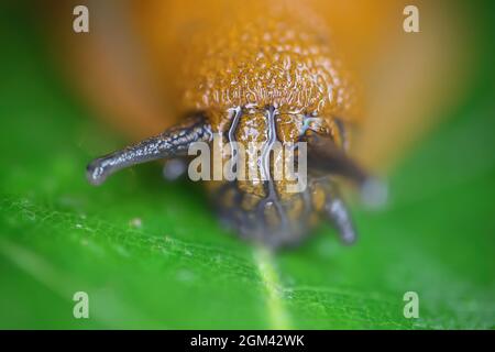 Makro closeup of one slimy wet snail head with tentacle eyes (arion rufus) on green leaf (focus on center) Stock Photo