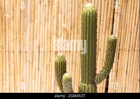 Bamboo fence or wall background with green ivy. High quality photo Stock Photo