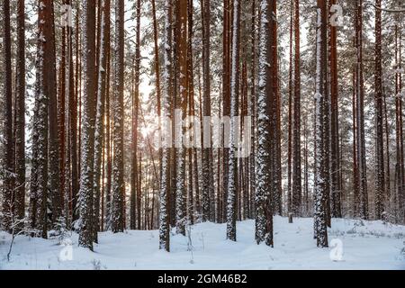 Snow-covered trunks of pine trees in the winter forest against the backdrop of the setting sun. Winter natural landscape. Stock Photo