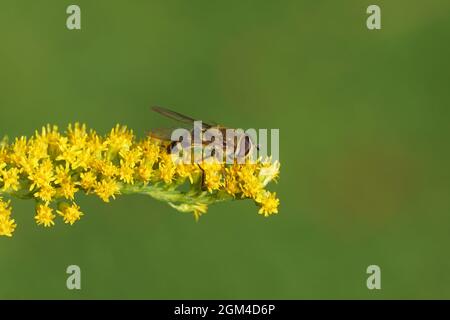 Hoverfly, Sun fly, Helophilus pendulus, family hoverflies (Syrphidae) on flowers of Canadian goldenrod (Solidago Canadensis). Netherlands, Stock Photo