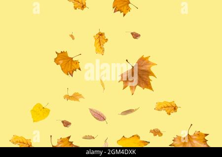 Minimal creative autumn composition of falling leaves on a trendy pastel yellow background. A colorful concept of natural art. Front view. Stock Photo