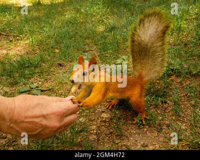 The Orange Squirrel took a peanut from the hand of man with her mouth. Stock Photo