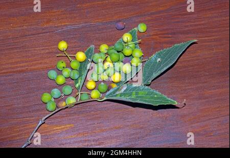 Berries of nettle tree (celtis australis) close-up Stock Photo