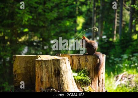 squirrel sits on tree trunk in forest and eats a nut, great animal picture Stock Photo