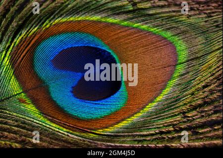 Close-up of a colored shimmering peacock feather. Feather with iridescent, reflective luminous pattern in green, blue, purple and gold. Stock Photo