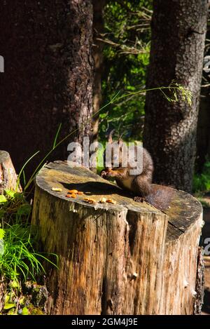 squirrel sits on tree trunk in forest and eats a nut, great animal picture Stock Photo