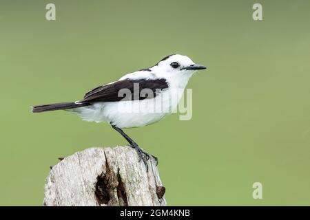 Pied Water Tyrant, Fluvicola pica, single adult perched on post, Trinidad, Trinidad and Tobago, 25 July 2006 Stock Photo