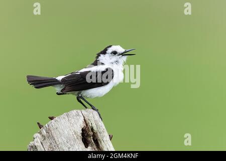 Pied Water Tyrant, Fluvicola pica, single adult perched on post, Trinidad, Trinidad and Tobago, 25 July 2006 Stock Photo