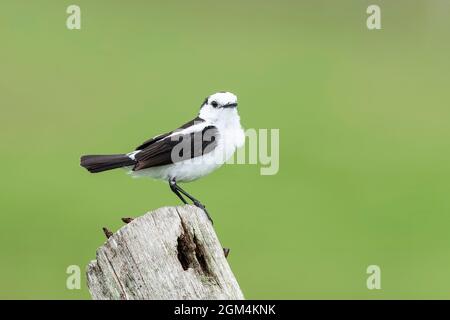Pied Water Tyrant, Fluvicola pica, single adult perched on post, Trinidad, Trinidad and Tobago, 25 July 2006 Stock Photo
