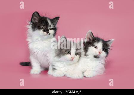 Three small mongrel kittens sit on a pink background together Stock Photo