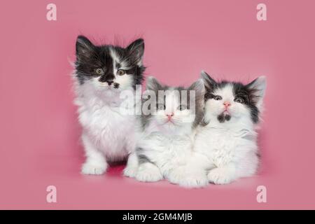 Three small mongrel kittens sit on a pink background together Stock Photo