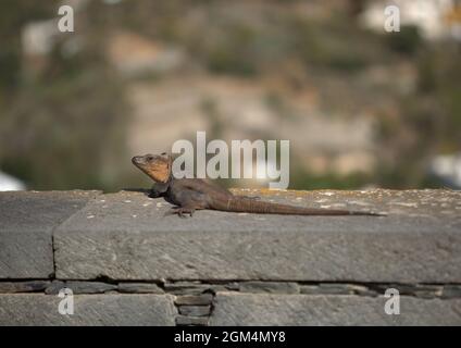 Fauna of Gran Canaria -  Gallotia stehlini,  Gran Canaria giant lizard, species endemic to the island Stock Photo