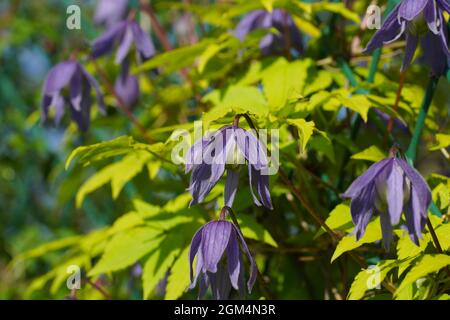 Blue double Atragene (clematis) variety Stolwijk Gold blooms in the garden. Clematis with golden yellow leaves. Stock Photo