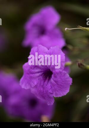 Flowering Ruellia simplex aka Mexican Bluebell, natural macro floral background Stock Photo