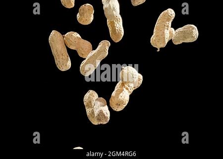 Realistic freeze motion of flying peanuts on black background. Stock Photo
