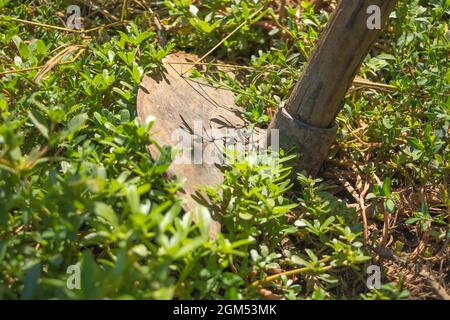 Close up shot of a hoe in the garden Stock Photo
