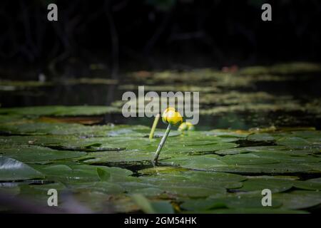 Spatterdock or cow lily or yellow pond-lily ( Nuphar advena )  is a species of Nuphar native throughout the eastern United States Stock Photo
