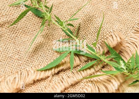 Hemp cloth with leaves, closeup Stock Photo