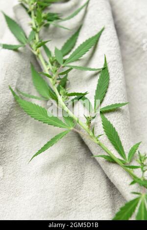 Hemp cloth with leaves, closeup Stock Photo