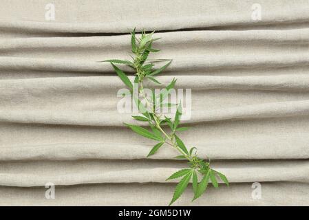 Hemp cloth with leaves, top view Stock Photo