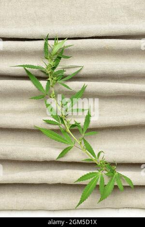 Hemp cloth with leaves, top view Stock Photo