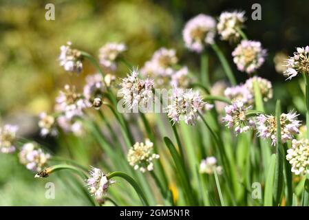 Allium senescens, commonly known as German garlic or mountain garlic Stock Photo