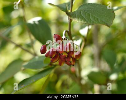 Viburnum burejaeticum berries growing in Russian Far East Stock Photo