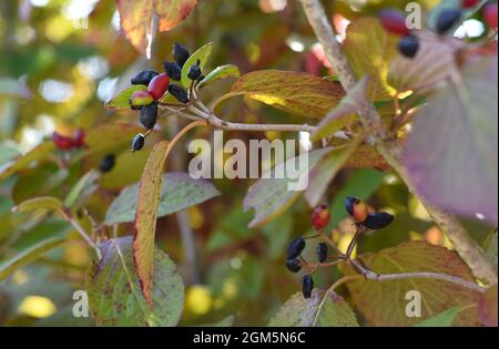 Viburnum burejaeticum berries growing in Russian Far East Stock Photo