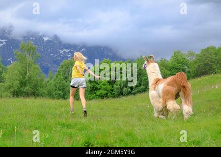 Woman running with llama alpaca on top of Comino mount in Switzerland at sunset. Centovalli valley in Ticino canton. Top of Verdasio-Monte Comino Stock Photo