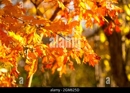 autumn orange leaves on a blurry background. Stock Photo