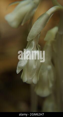 Barron Canyon Trail, Algonquin Provincial Park, Ontario, Canada. Close-up of a white ghost pipe mushroom growing in the forest on a hiking trail. Stock Photo