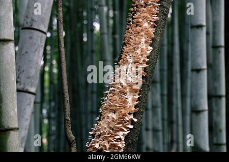 Mushroom growing on a branch in the Arashiyama bamboo forest in Kyoto Stock Photo