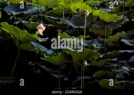 Lotus flower and leaves at sunset seen from afar Stock Photo