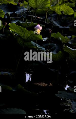 Lotus flower and leaves at sunset seen from afar Stock Photo