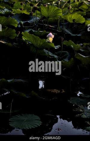 Lotus flower and leaves at sunset seen from afar Stock Photo