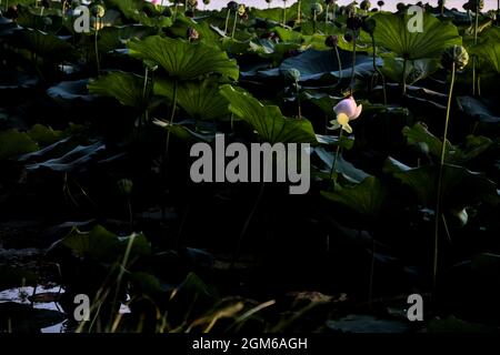 Lotus flower and leaves at sunset seen from afar Stock Photo