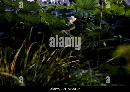 Lotus flower and leaves at sunset seen from afar Stock Photo