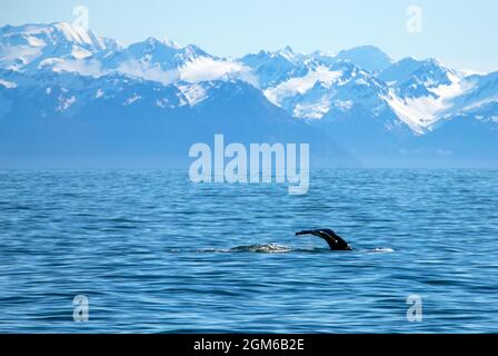 Humpback whale in Resurrection Bay in Kenai Fjords National Park in Seward Alaska USA Stock Photo