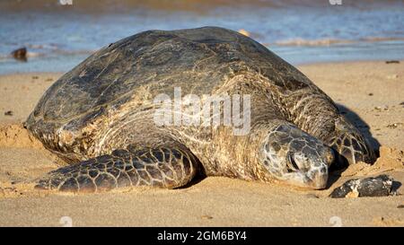 Endangered Hawaiian green sea turtle basking on the beach in Kauai. Stock Photo