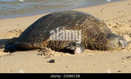 Green sea turtle called honu in Hawaii Stock Photo - Alamy