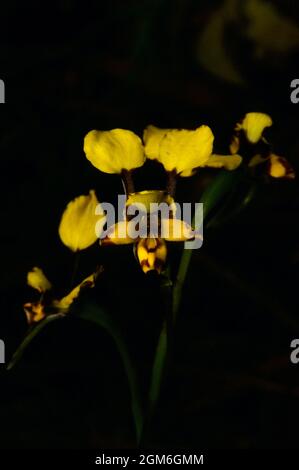 A tiny Leopard Orchid (Diuris Pardina) is flowering early at Hochkins Ridge Flora Reserve in Croydon North, Victoria, Australia. Stock Photo